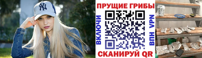 Купить где  Алупка  Псилоцибиновые грибы Cubensis 